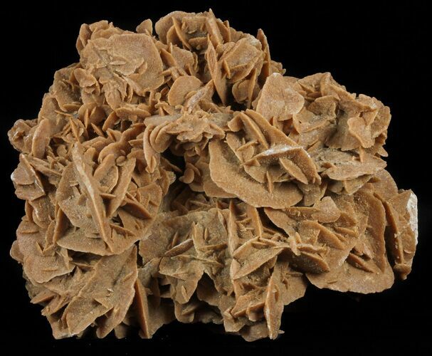 Desert (Selenite) Rose Formation - Sahara Desert #61227